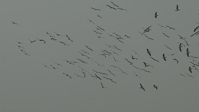 Great White Pelican - ML637887768