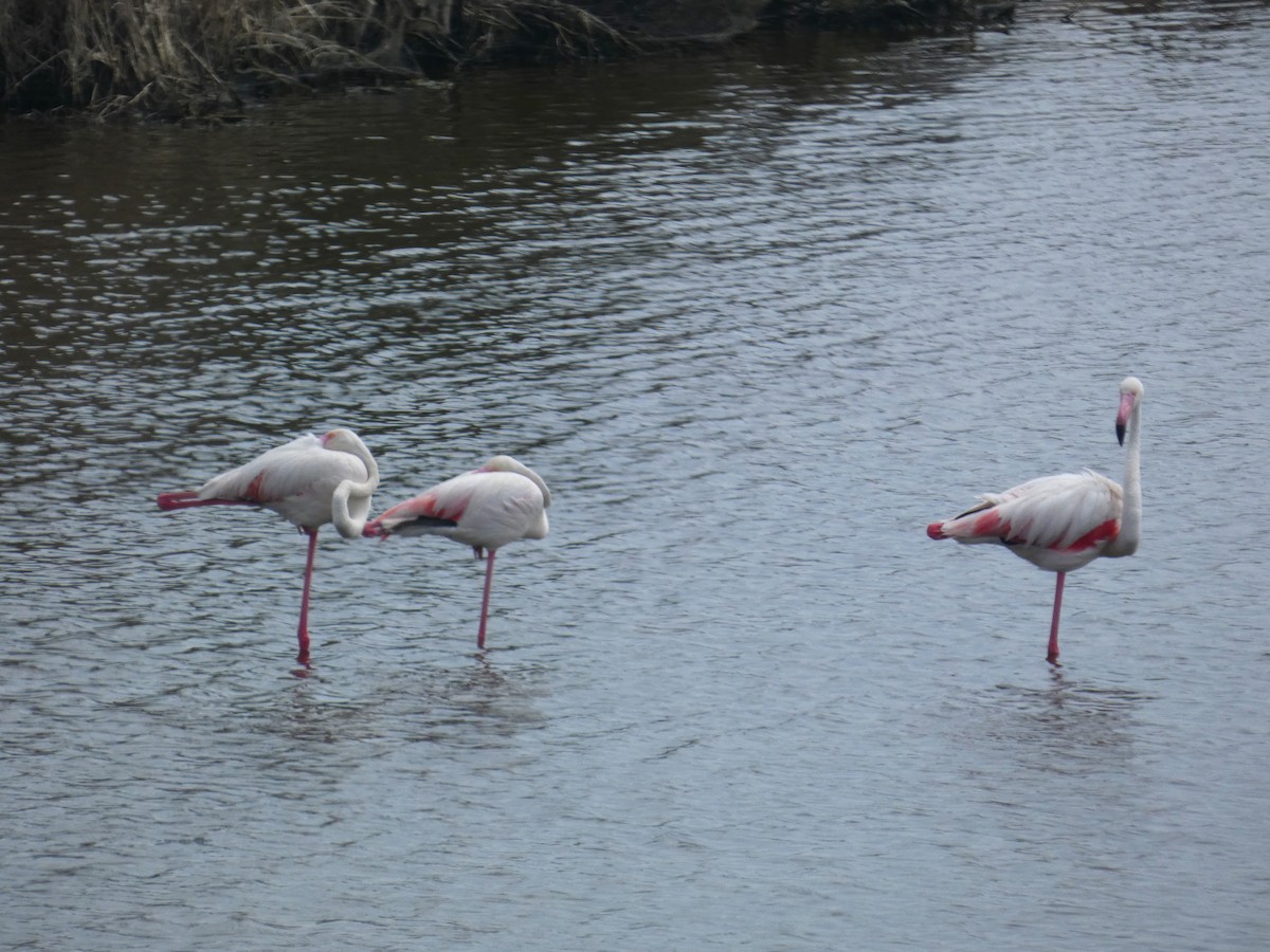 Ягаан нал - ML637887786