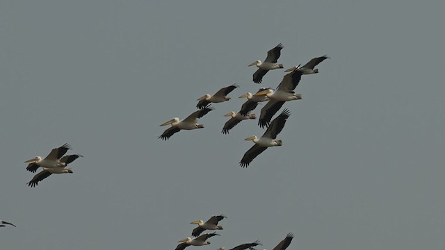 Great White Pelican - ML637887787