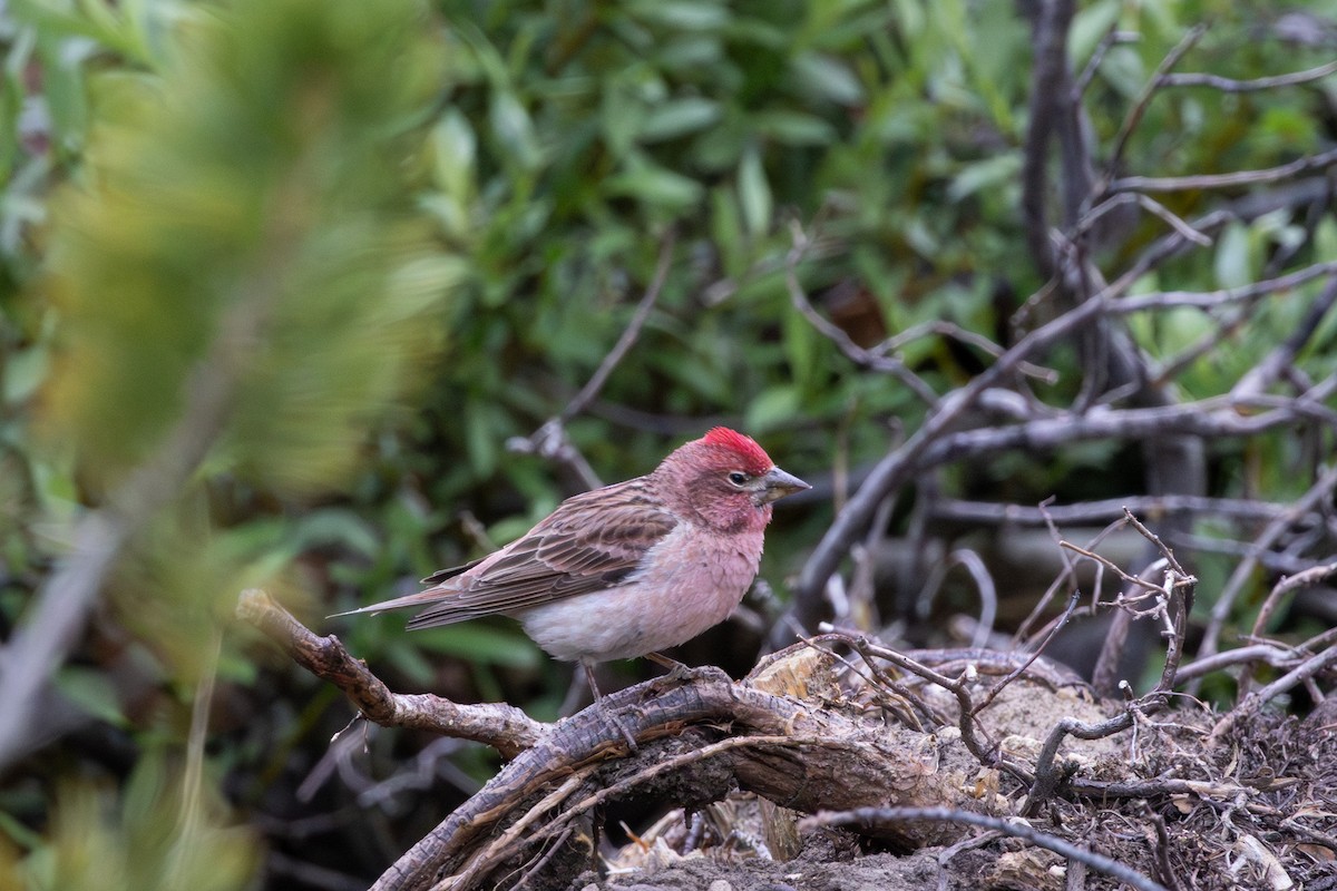 Cassin's Finch - ML637887788