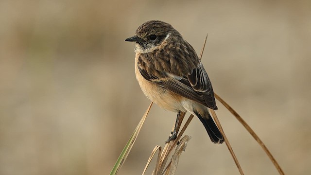 Tarier de Sibérie - ML637887811