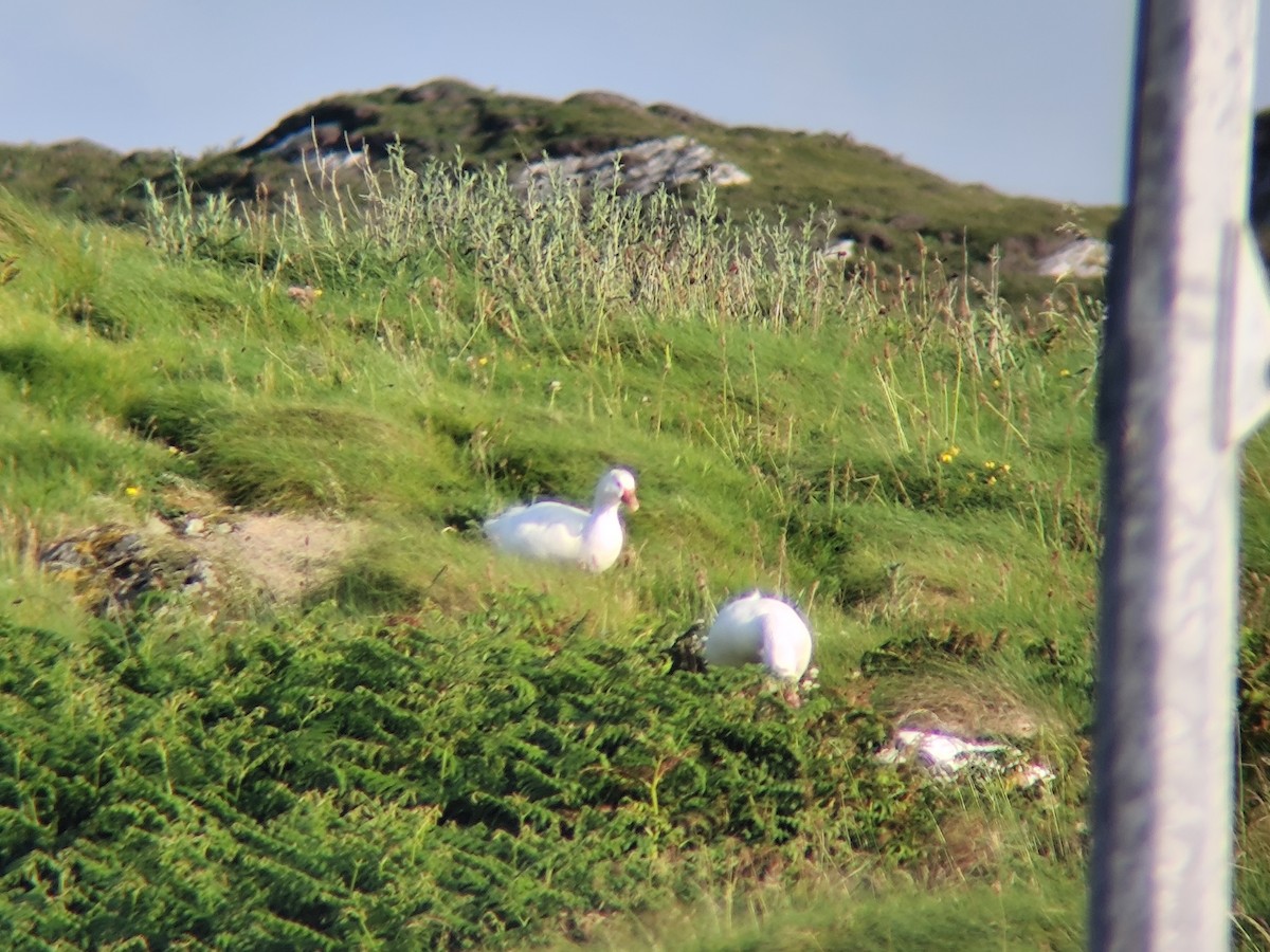 Graylag Goose (Domestic type) - ML637887825