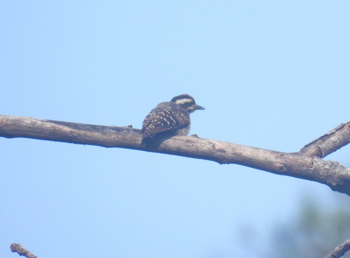 Sunda Pygmy Woodpecker - ML637887827