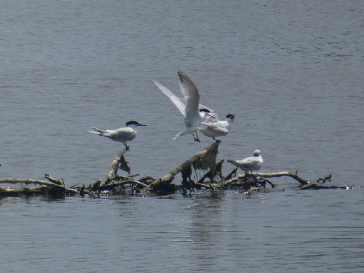 Sandwich Tern - ML637887836