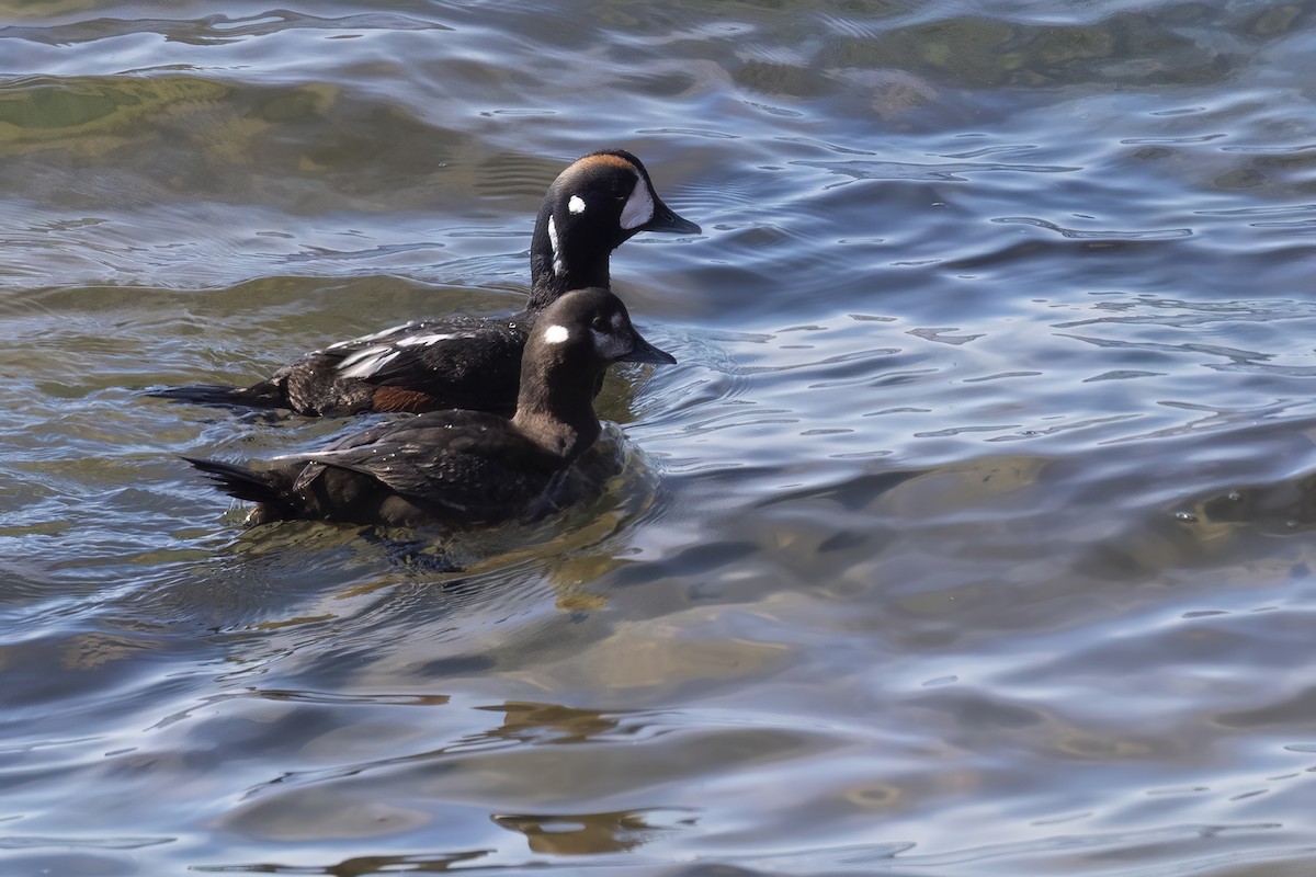 Harlequin Duck - ML637887941