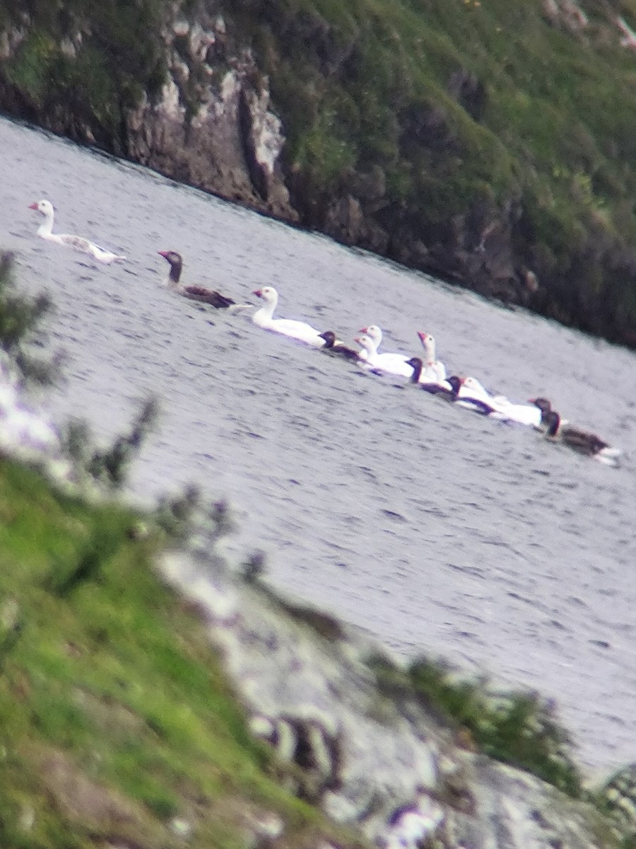 Graylag Goose (Domestic type) - ML637887980