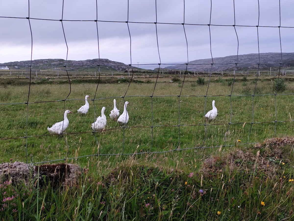 Graylag Goose (Domestic type) - ML637887991