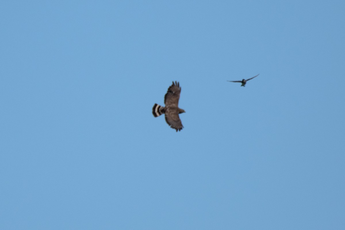 Broad-winged Hawk - ML637887994