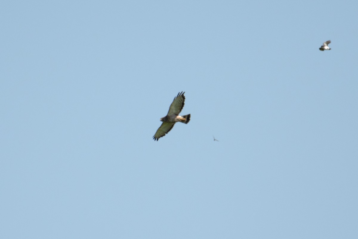 Broad-winged Hawk - ML637887995