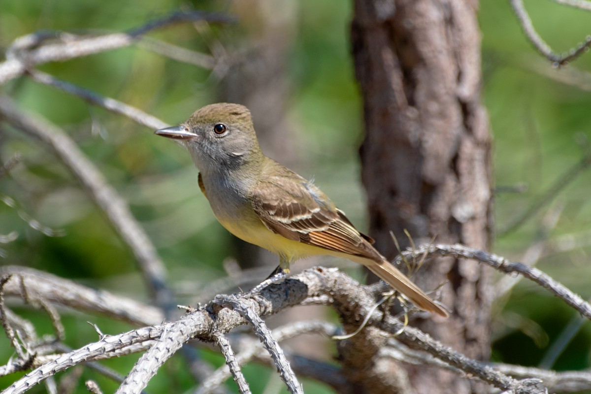 Great Crested Flycatcher - ML637888003
