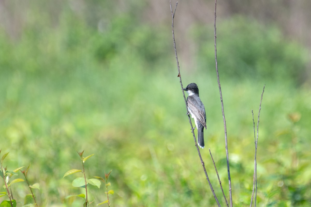Eastern Kingbird - ML637888008