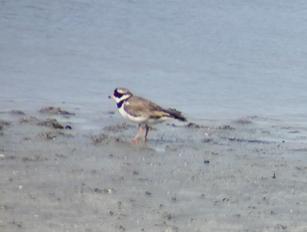 Common Ringed Plover - ML637888010