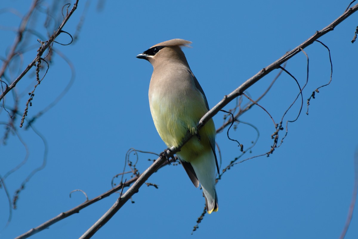 Cedar Waxwing - ML637888012