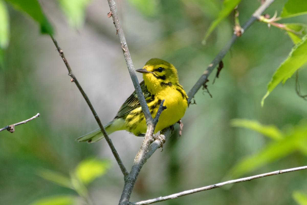 Prairie Warbler - ML637888015