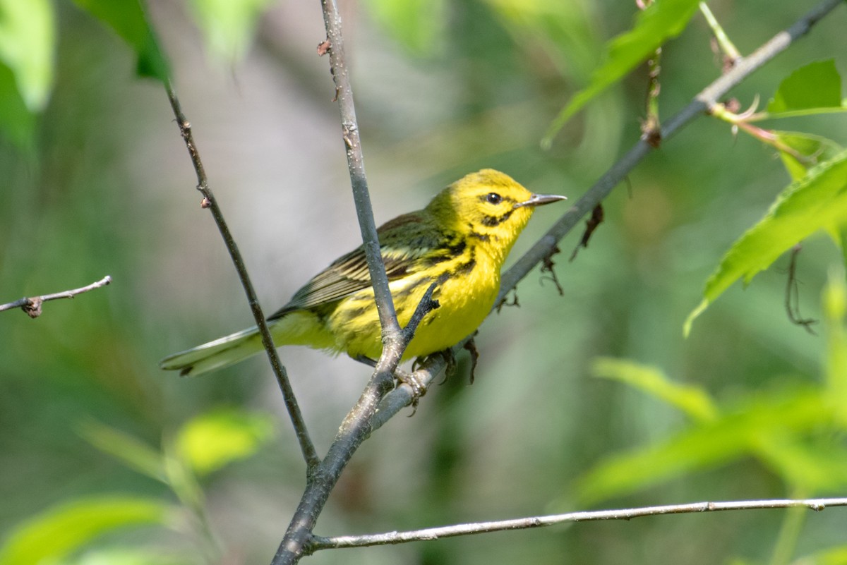 Prairie Warbler - ML637888016