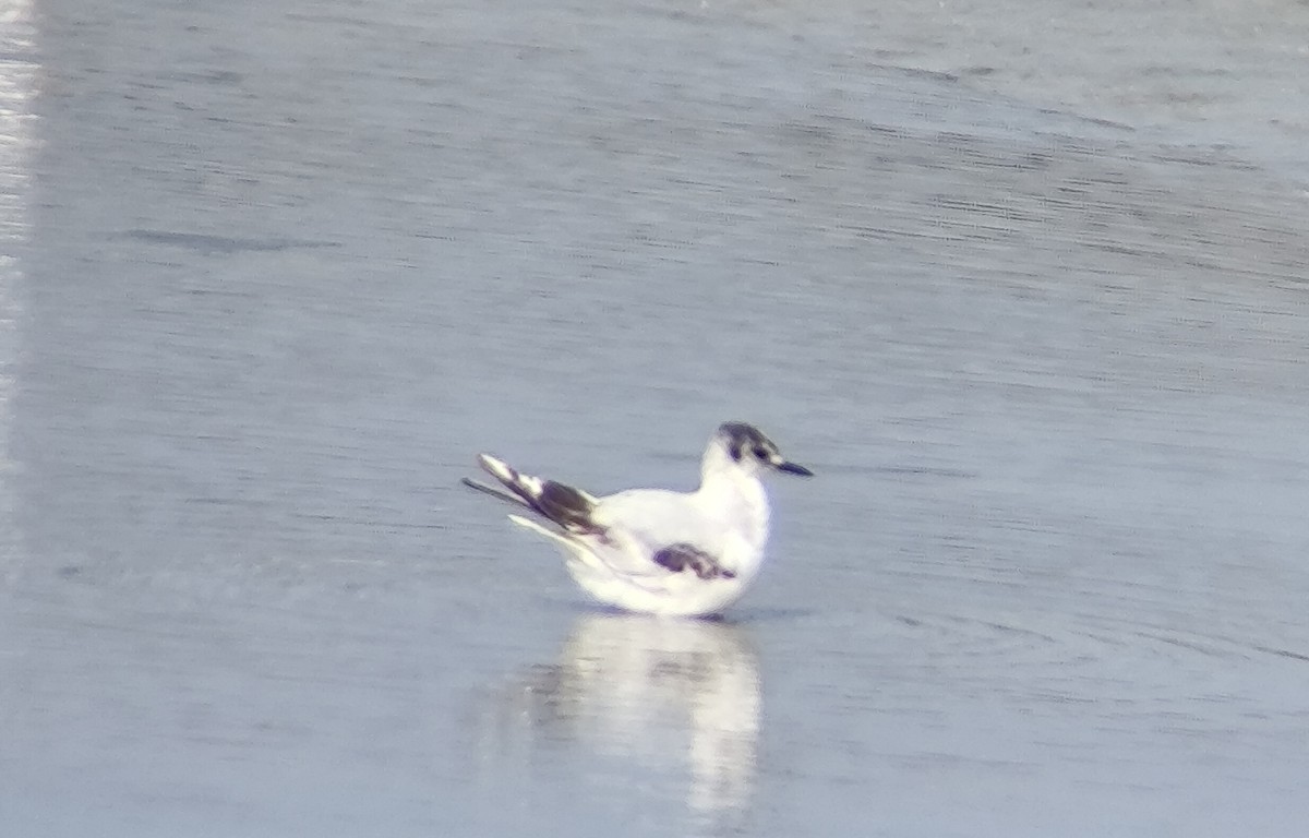 Little Gull - ML637888026