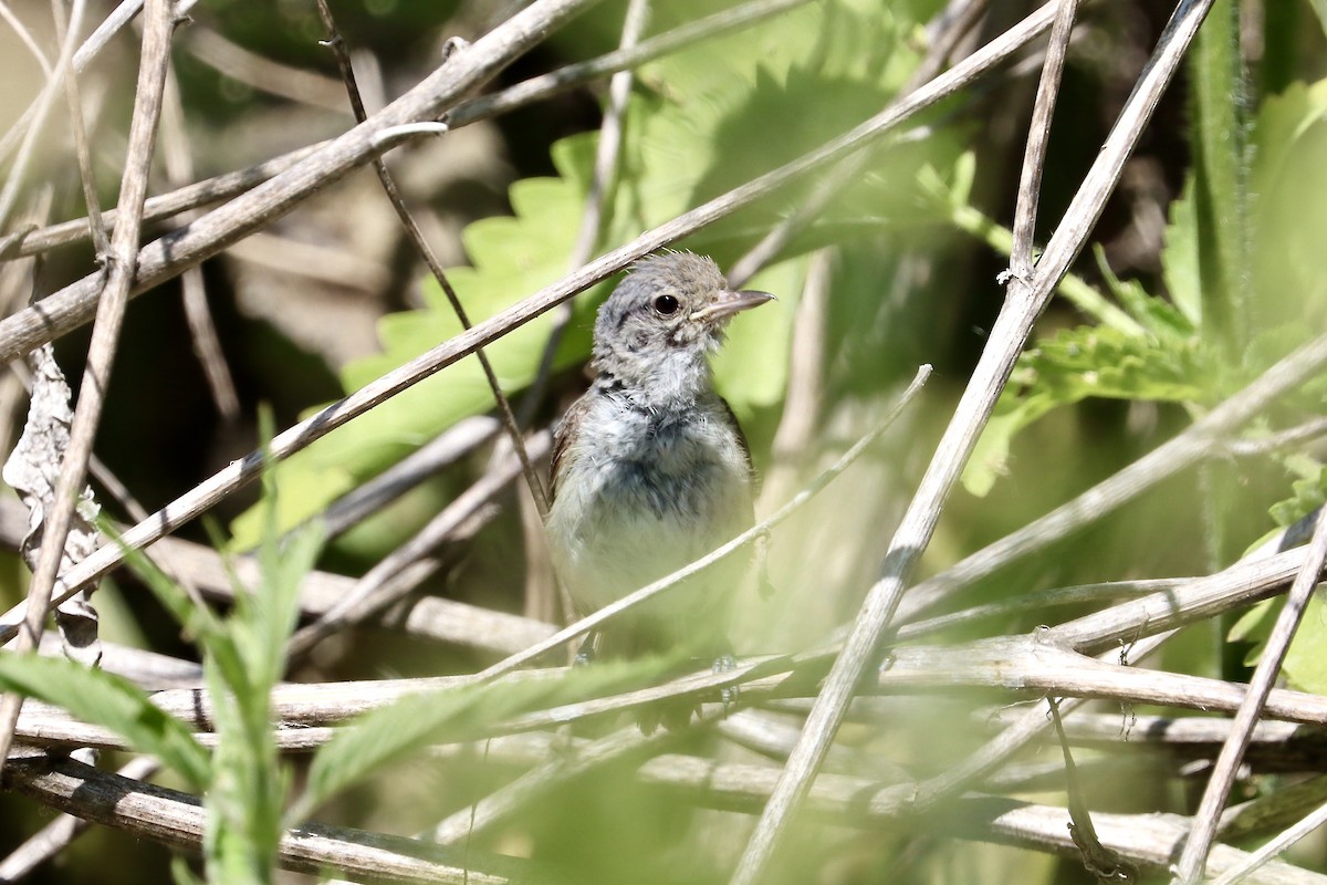 Bell's Vireo - ML637888047