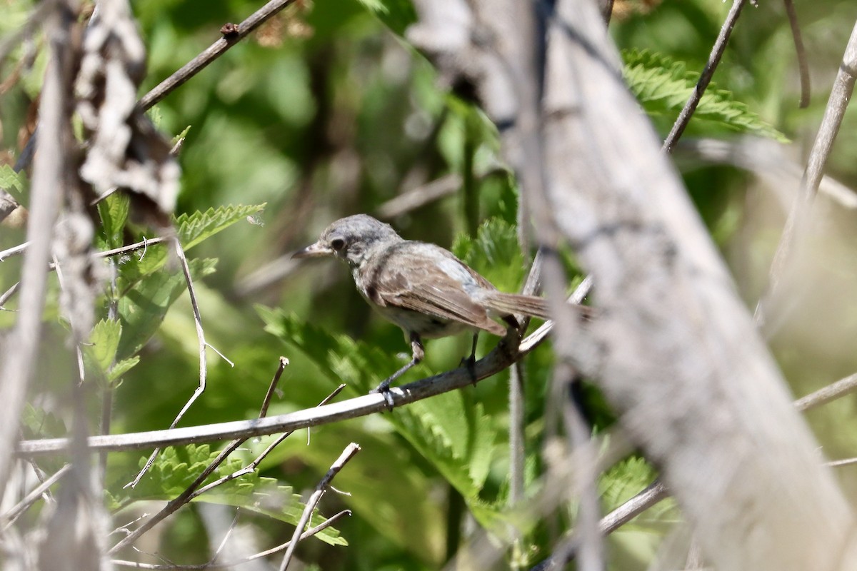 Bell's Vireo - ML637888048