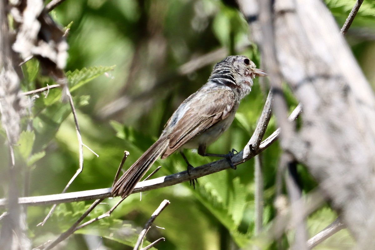 Bell's Vireo - ML637888049