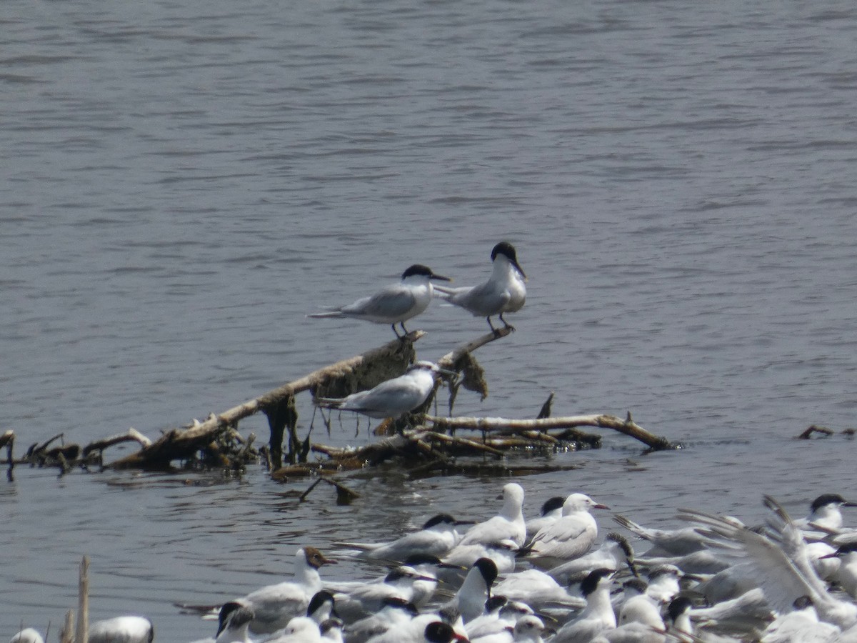 Sandwich Tern - ML637888089