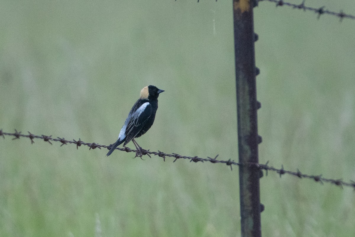 Bobolink - ML637888093