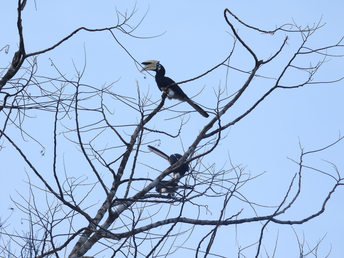 Oriental Pied-Hornbill - ML637888104