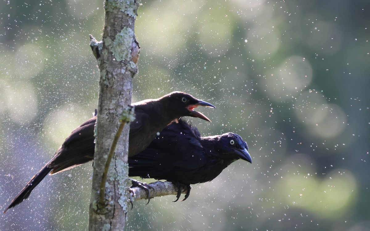 Common Grackle - ML637888134
