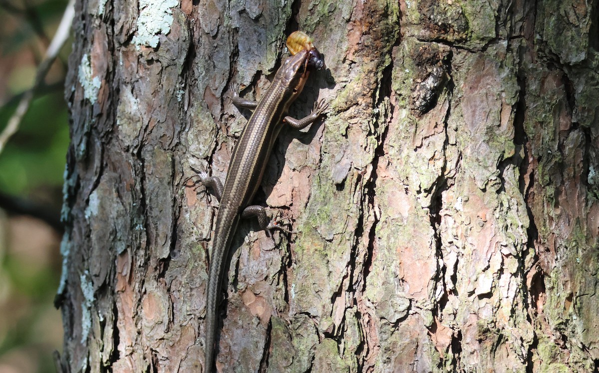 Common Five-lined Skink - ML637888148