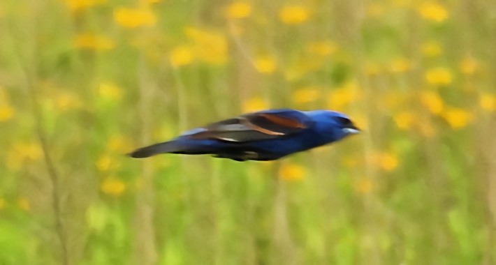 ルリイカル - ML637888159