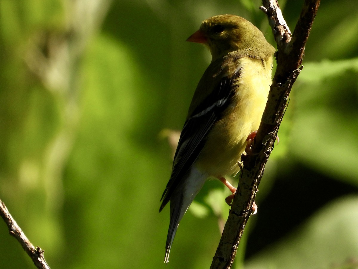 Chardonneret jaune - ML637888211