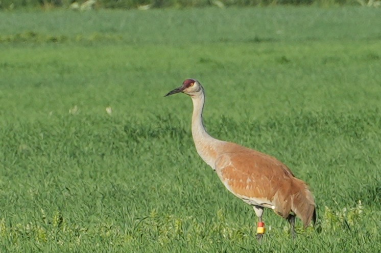 Sandhill Crane (Greater) - ML637888301