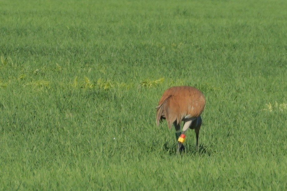 Sandhill Crane (Greater) - ML637888302