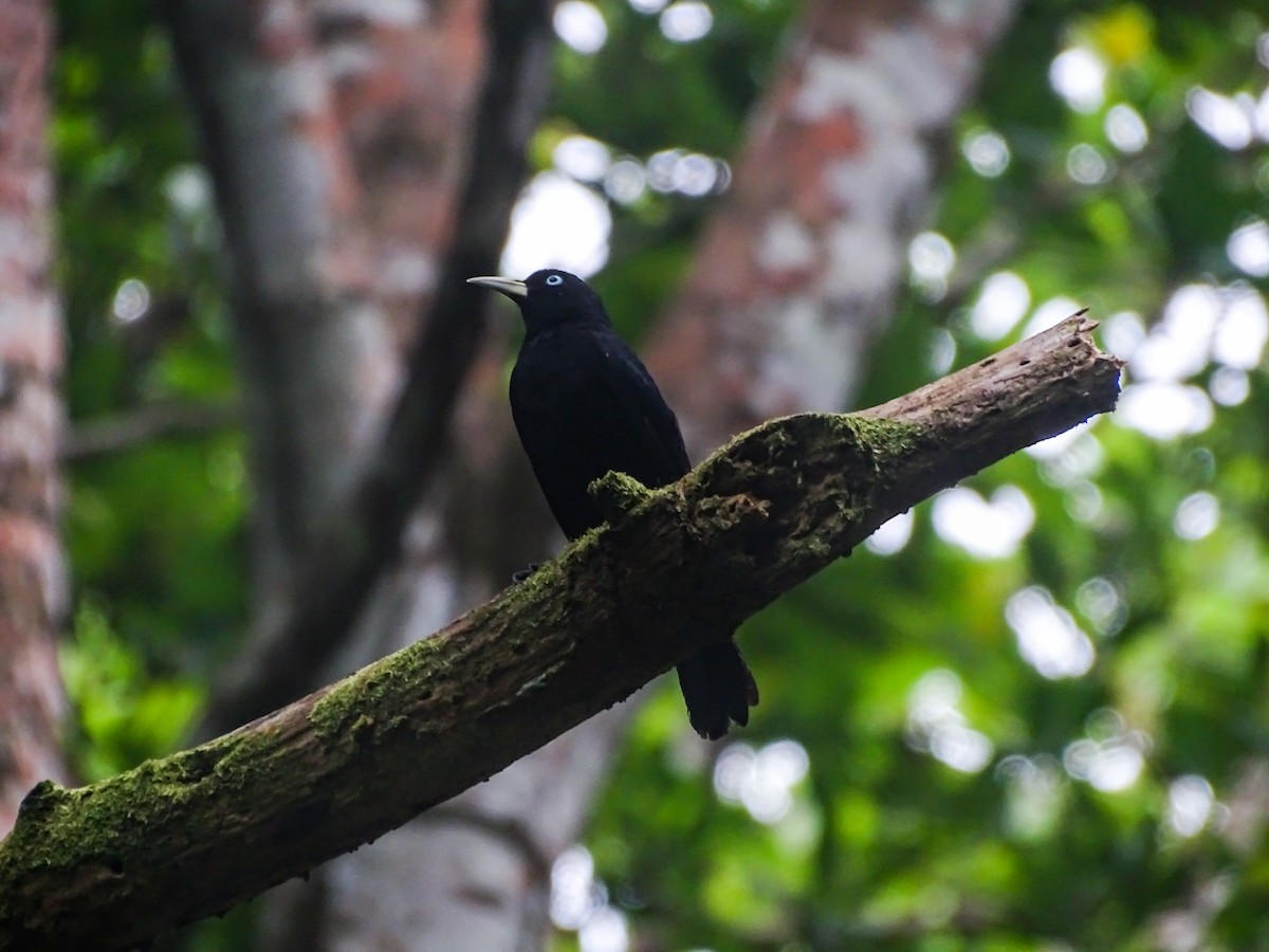 Scarlet-rumped Cacique - ML637888416