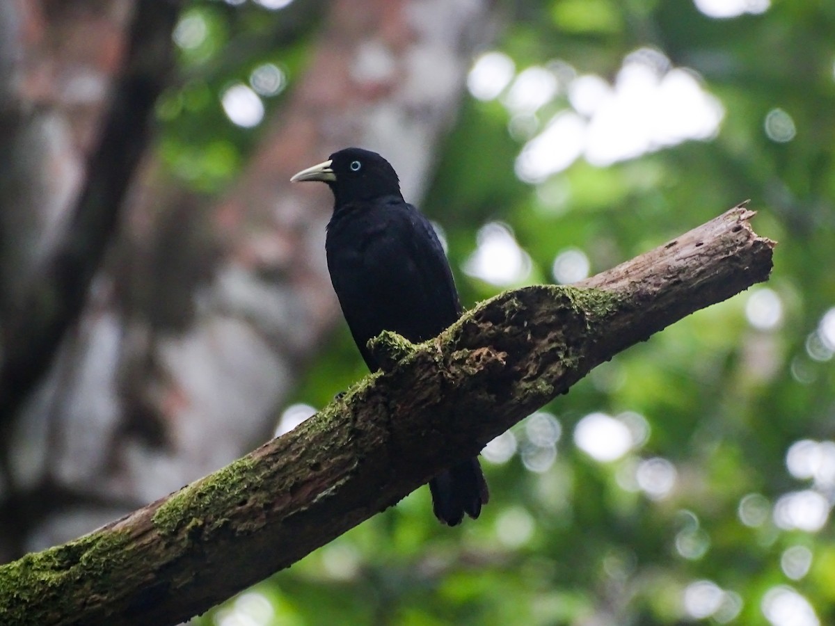 Scarlet-rumped Cacique - ML637888417