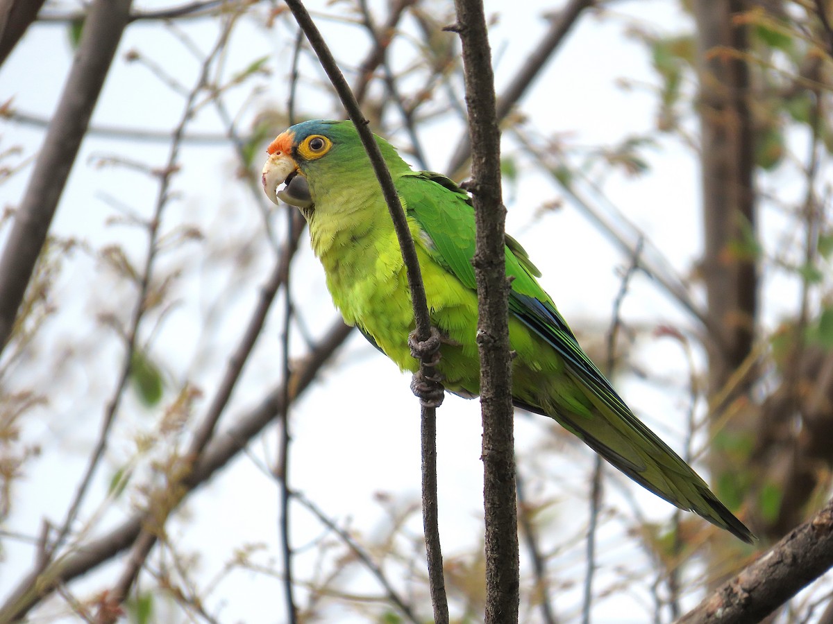 メキシコインコ - ML637888438