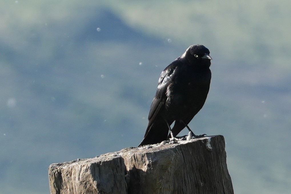 Brewer's Blackbird - ML637888490