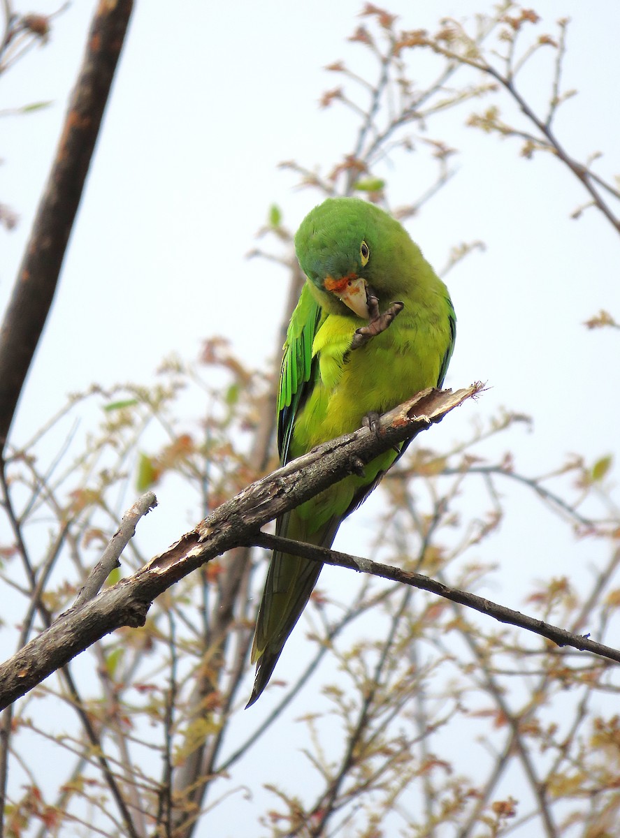 メキシコインコ - ML637888549