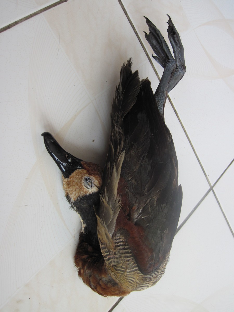 White-faced Whistling-Duck - ML637888555