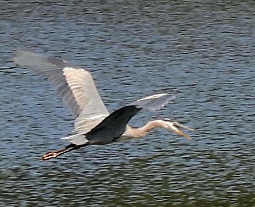 Great Blue Heron - ML637888561