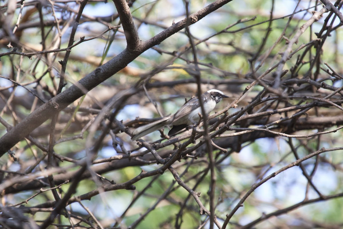 White-browed Fantail - ML637888565