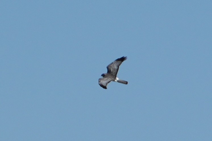 Northern Harrier - ML637888634