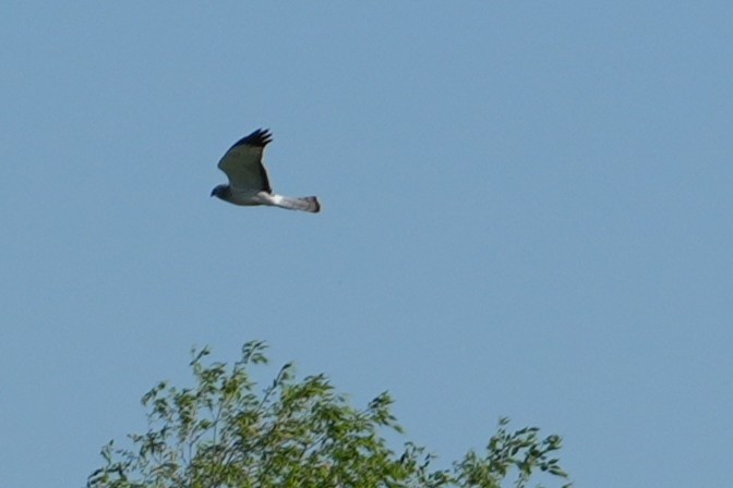 Northern Harrier - ML637888635