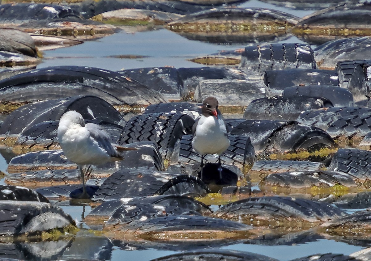 Laughing Gull - ML637888664