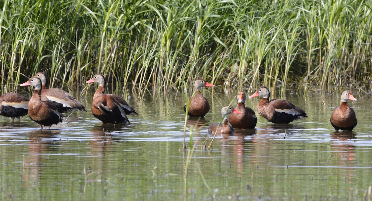 Dendrocygne à ventre noir - ML637888684