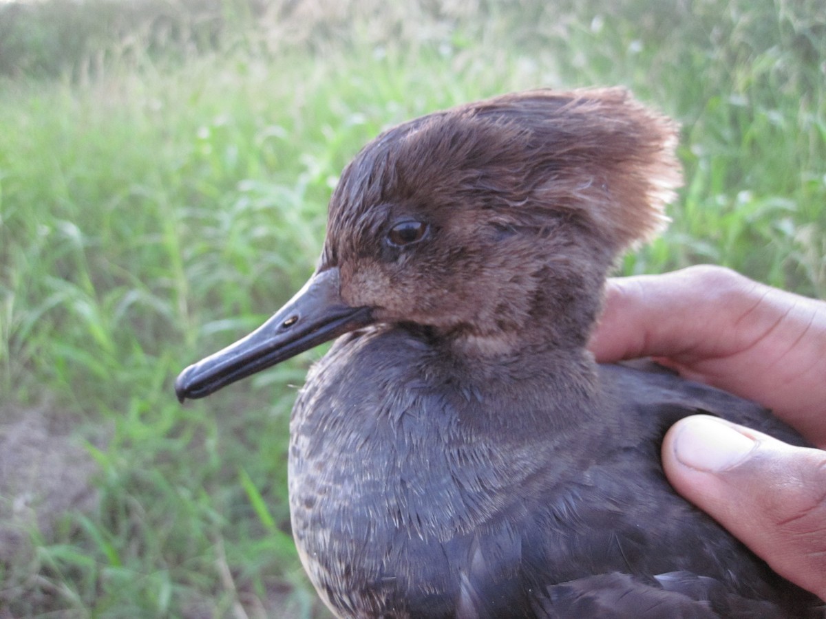 Hooded Merganser - ML637888700
