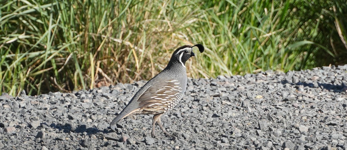 California Quail - ML637888710