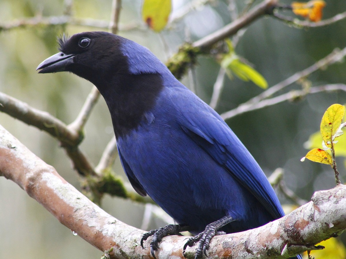 Azure Jay - ML637888711
