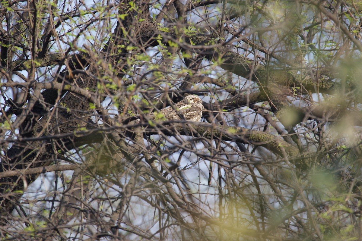 Indian Nightjar - ML637888737