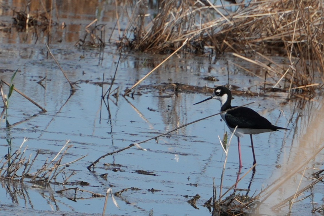 Black-necked Stilt - ML637888816