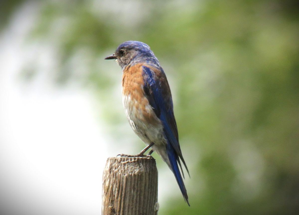 Western Bluebird - ML637888838